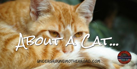 about a cat first post