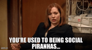 you're used to being social piranhas